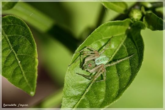 Pepper Spider (1)