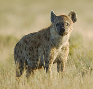 laughing hyena