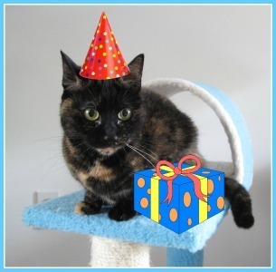 cat_birthday