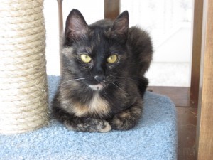 Ruby The Conscious Cat