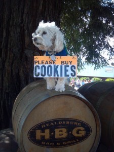 Photo of dog on wine barrel with a sign hawking girl scout cookies