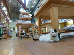 Cat photo at Copperfields in Healdsburg, CA