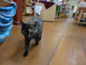 Cat photo at Copperfield's in Healdsburg, CA