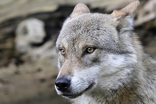 AUSTRIA-ANIMALS