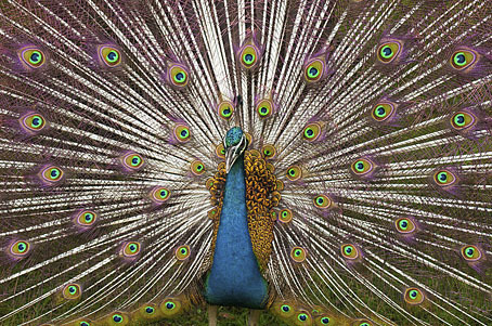 peacock.jpg