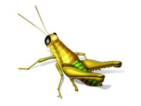 cricket2
