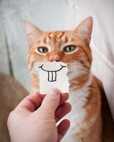 cat-smile