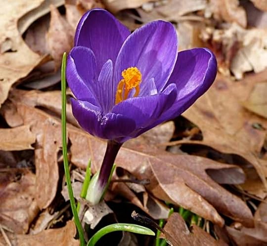 Crocus2013