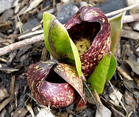 SCflowers