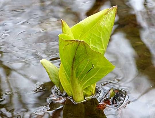 SCleaves