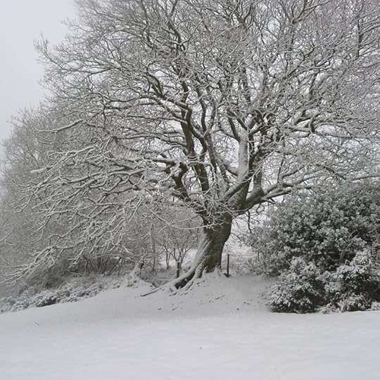 Old oak, 1