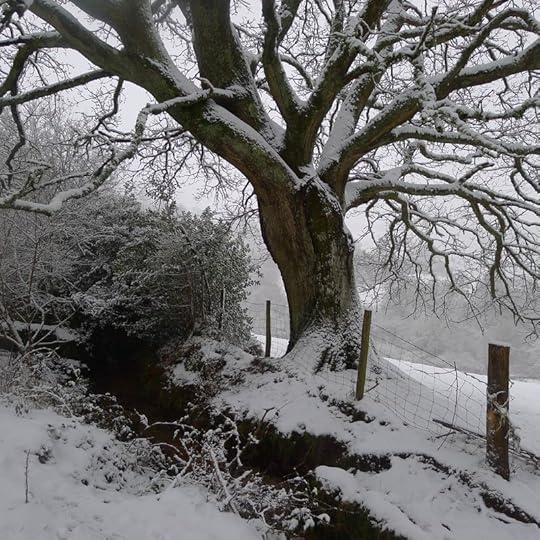 Old oak 3