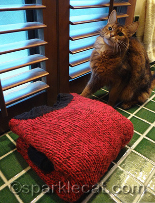 Frankly, I would rather be Absent From This Photo Shoot Cat