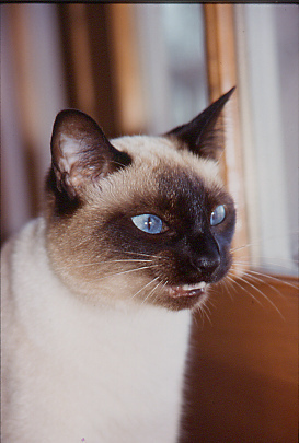 Siamese meowing