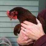 Beverly's a Rhode Island Red with deep reddish feathers that have some funky greenish tinge.