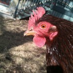 Did my best to catch her in action, scratching in the yard. No go. Chickens move too much.