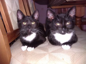 Cassie (L) and Alia (R)