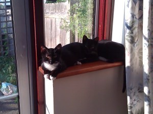 There will come a point when they will get too big to both squeeze onto this windowsill - currently a favourite spot.