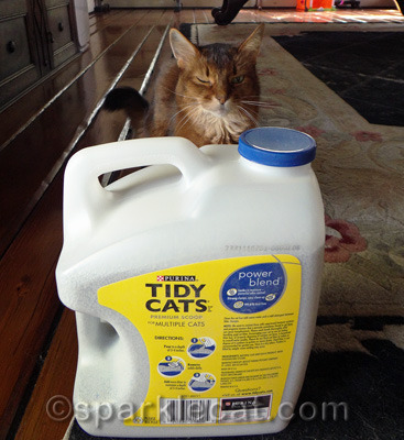 See? You kitties are smarter than my human!