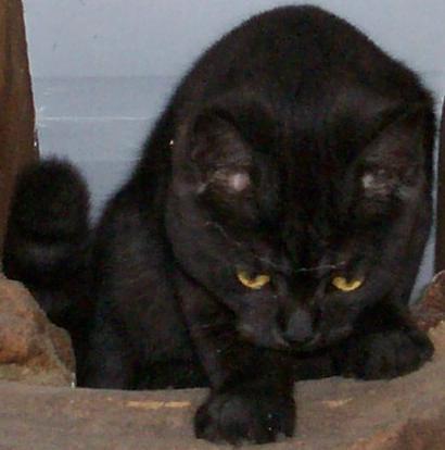 stalking