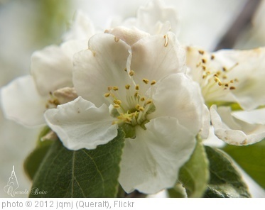 'Flor de pomer' photo (c) 2012, jqmj (Queralt) - license: http://creativecommons.org/licenses/by-sa/2.0/