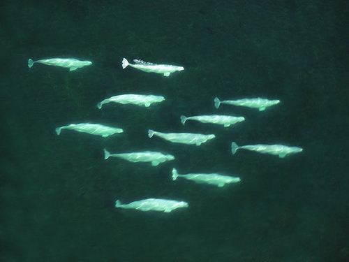 ghostwhale