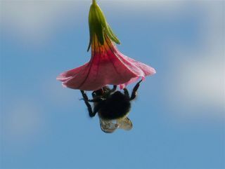 Ayli August 2012 1120B