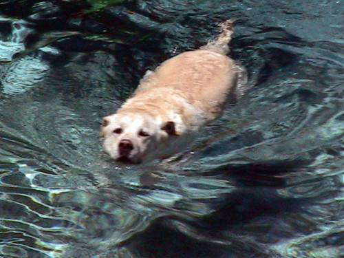 casey pool