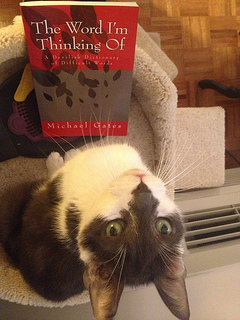 cat book