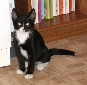 cat2