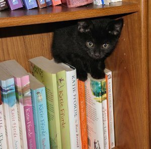 cat1