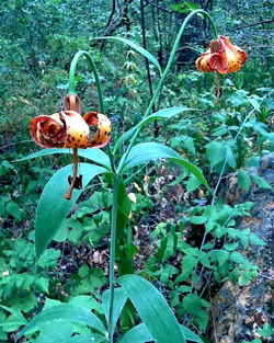 hike-flowers