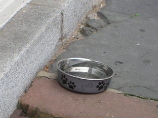 dog bowl
