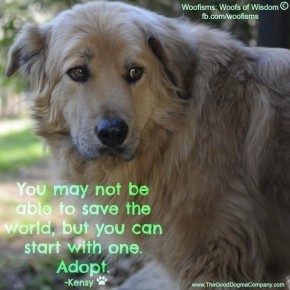 adopt DSC1620 290x290 Woofisms: Woofs of Wisdom© funny dog blog
