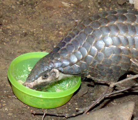 Snacking_Pangolin