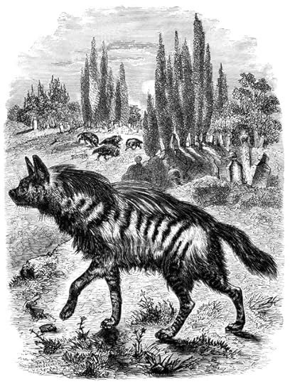 Stripped Hyena