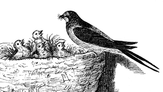 Swallow feeding worms to her chicks