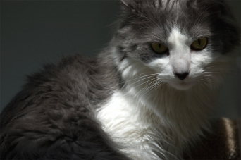 © Kervie | Dreamstime Stock Photos & Stock Free Images