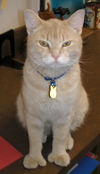 library_cat