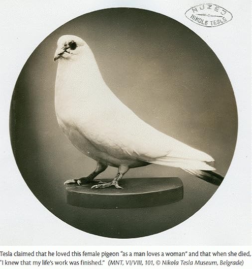 TESLA´S PIGEON