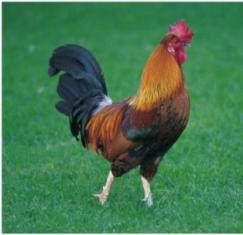 Post image for Babies, Chicks, and Spring Fever