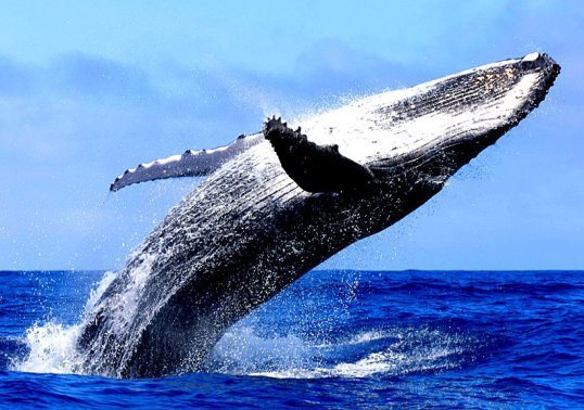 humpbackwhale