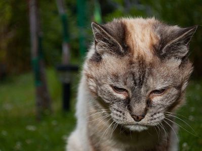 797px-Tired_20-year-old_cat