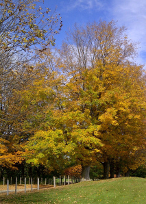 Saugeen Shores-20131013-00400