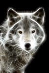Mystic Werewolf