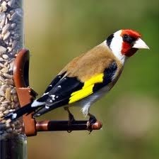 goldfinch