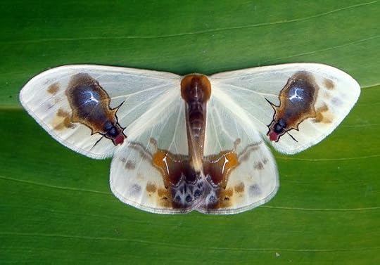Macrocilix maia: Mimicking bird poop and two flies?