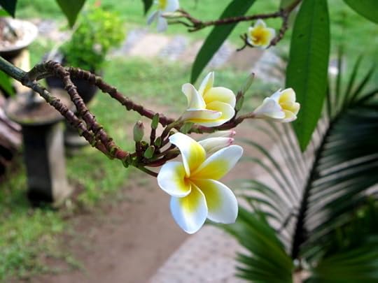 Plumeria