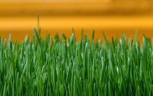 fresh-cut-grass1