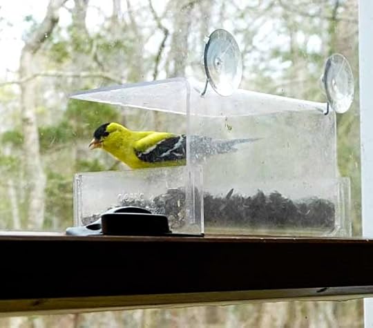 GoldfinchWindowFeeder